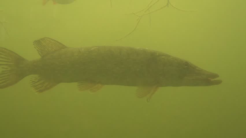 pike in a lake