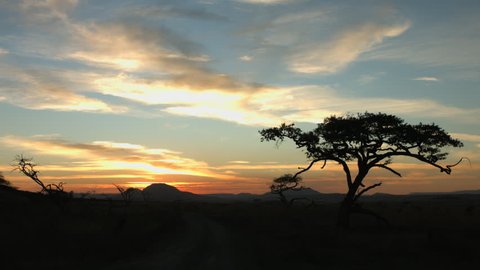 African tree and horizon silhouetted against colorful hues of sunset sky.