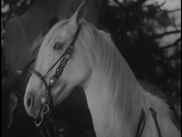 Close-up of white horse in the forest