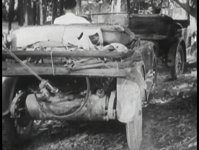 Uprooting tree in forest