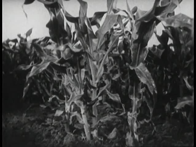 Corn field