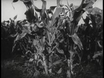 Corn field - Powered by Shutterstock - Get 15% off with code: PIKWIZARD15