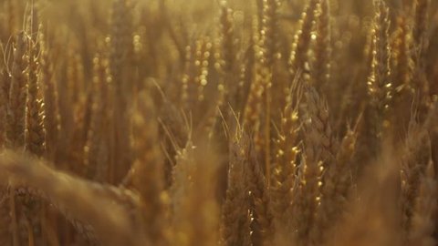 Beautiful nature, wheat spikes of golden wheat at the sunset and gorgeous nature scene in a slow motion. Pure nature, relax