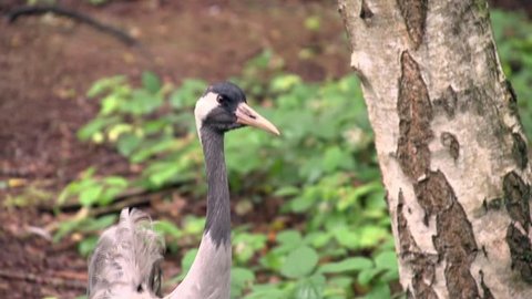 common crane in forest