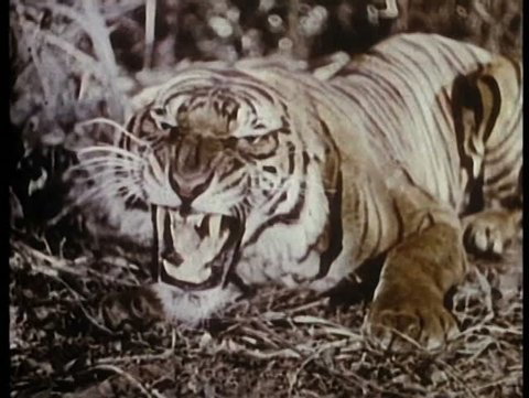 Roaring tiger in jungle