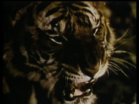 Close-up of growling tiger