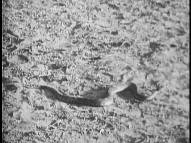 Snake slithering on ground