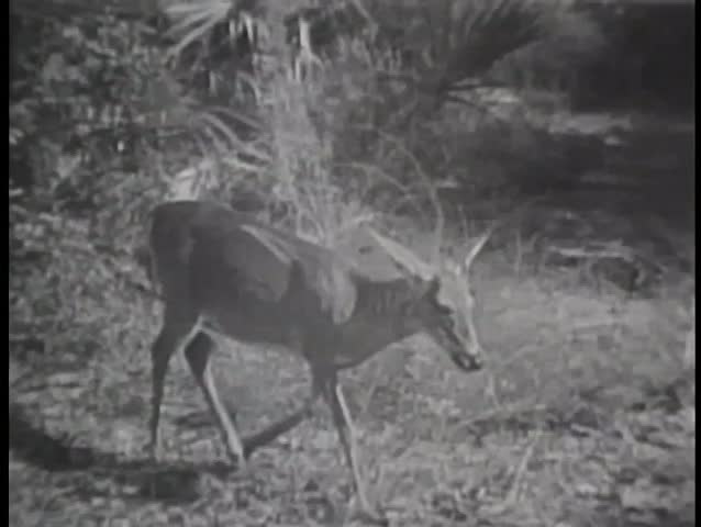 Deer walking in Florida Everglades