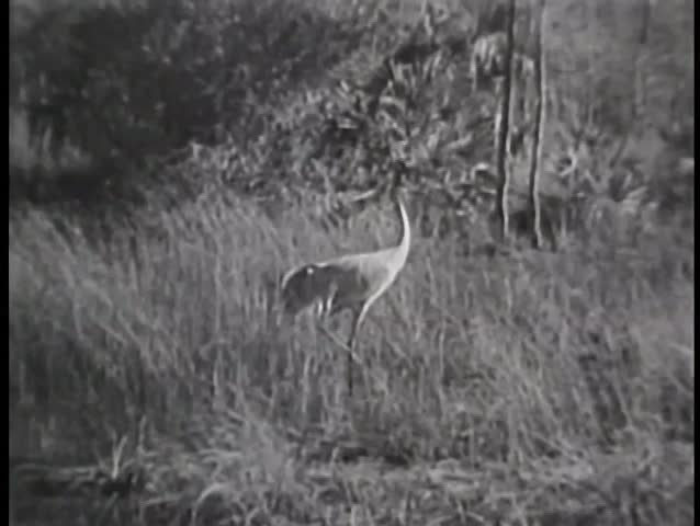 Heron walking in tall grass,  Florida Everglades