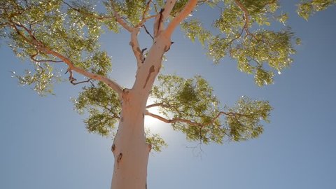 Eucalyptus tree with sun shining over it in Australia