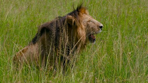 Profile Of Male Lion In Long Grass; Maasai Mara Kenya Africa