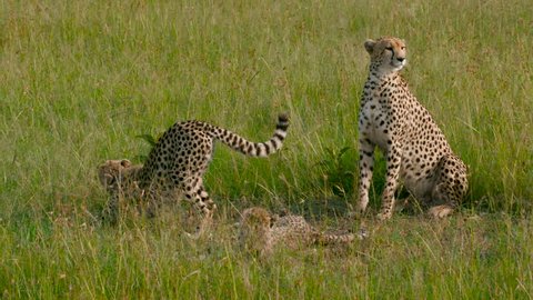 Female Cheetah & Cubs Yawn; Maasai Mara Kenya Africa