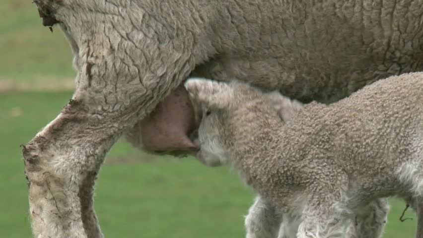 young lamb feeding from its mother on a farm in Rotorua, New Zealand