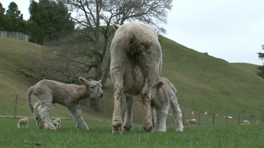 Two springtime young lambs feeding from their mother on a farm in Rotorua, New