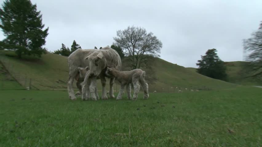 Two young lambs feeding from their mother on a farm in springtime, Rotorua, New