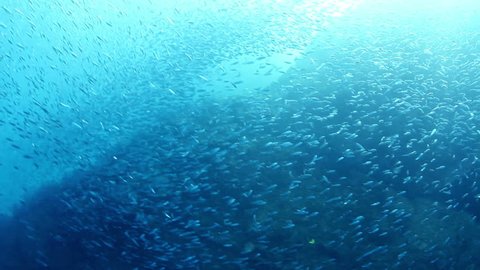 Swarming School Of Fish の動画素材 ロイヤリティフリー 1012 Shutterstock
