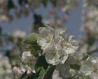 Amazing closeup of white spring fruit apple tree blooms against the sky. 