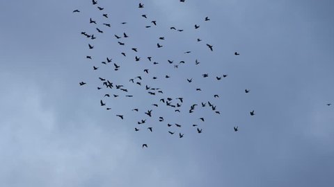 flying flocks of Pigeons 