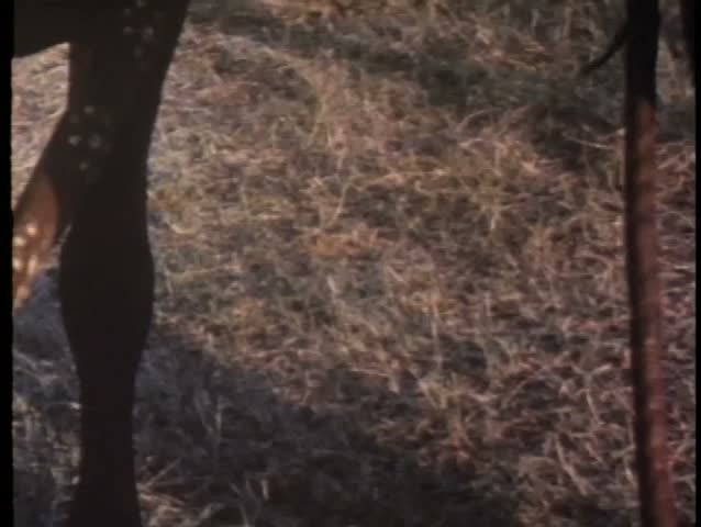 Close-up of legs as woman stands on tiptoe while kissing man