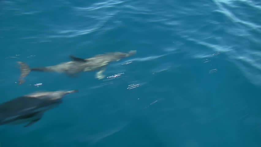 View from the boat of Dolphins swimming under the bow of the boat, In the Bay of