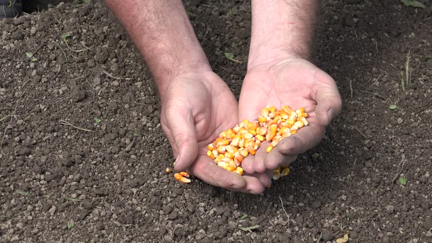 Agriculture farmer examine corn grains quality before start sowing farm lands. | Shutterstock HD Video #18444208