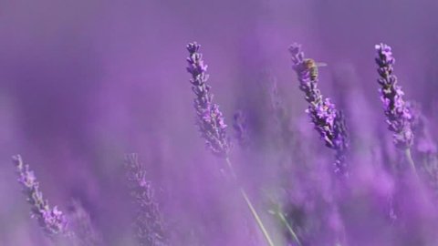 Beautiful Blooming Lavender Flowers swaying in the wind. Close Up. SLOW MOTION 120 fps. Lavender Season on Plateau du Valensole, Provence, South France, Europe. Calm Cinematic Nature Background.