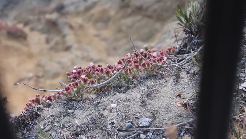 POV of Winds Blowing on the Beach