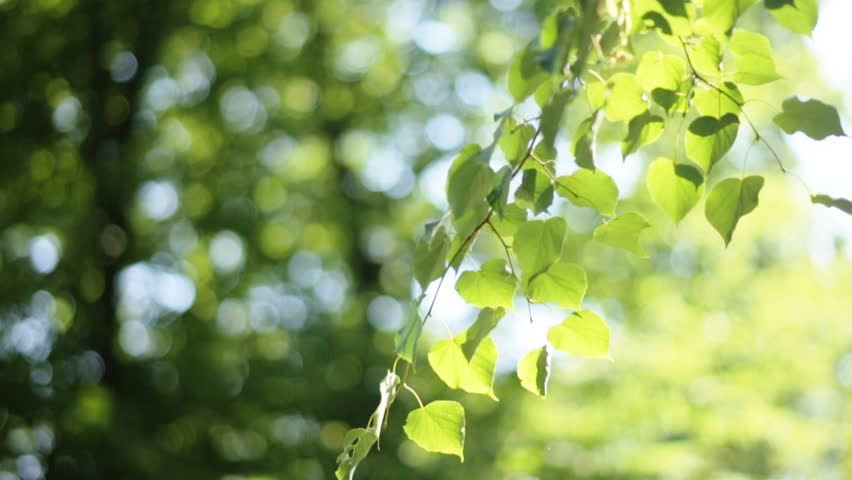 Forest Trees Leaf Nature Green Stock Footage Video 100 Royalty Free 18450502 Shutterstock