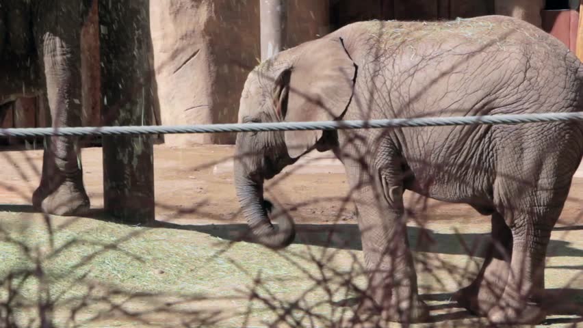A baby elephant at the zoo