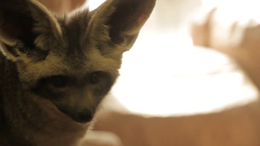 A bat eared fox with large ears