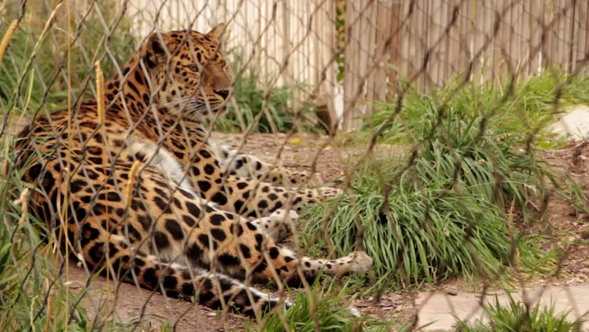 A beautiful Cheetah at the zoo
