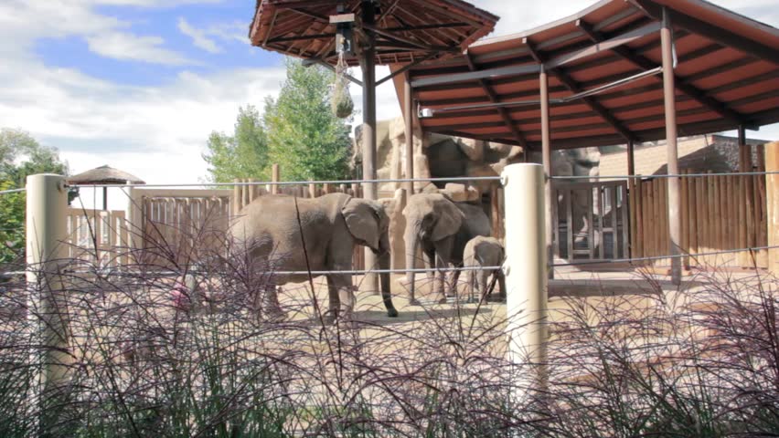 A family of elephants at the zoo