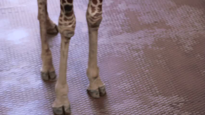 A tilting shot of a Giraffe eating
