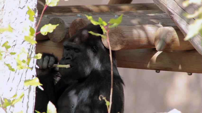 A gorilla in captivity