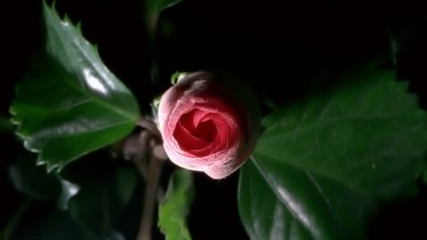 Red Hibiscus Flower Blooming in Time-lapse