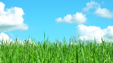 green grass against the sky