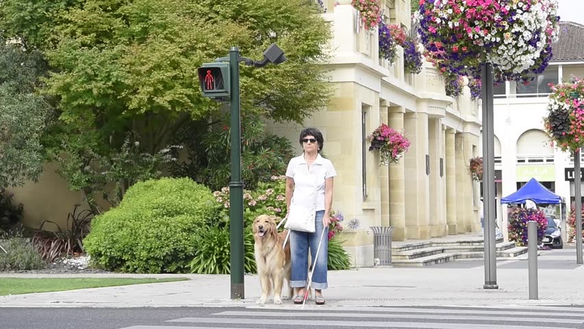 Senior blind woman crossing the street with help of guide dog