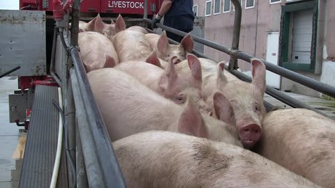 Mantova , Italy - April 10 - 2016: Slaughterhouse for pigs, Pigs descend from the catwalk by truck