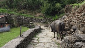 Cow walking on mountain stones rocks road. Animals back view HD video.