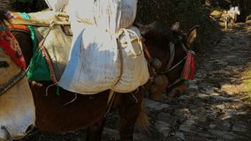 Laden mules go on a mountain rock road of Nepal Himalayas HD video. 