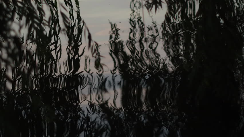 Weeping willow over the river in mysterious light.  Long tree branches touch water and reflect in ripples. Close up