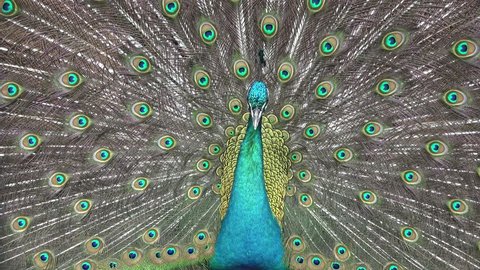 beautiful Japanese male peacock