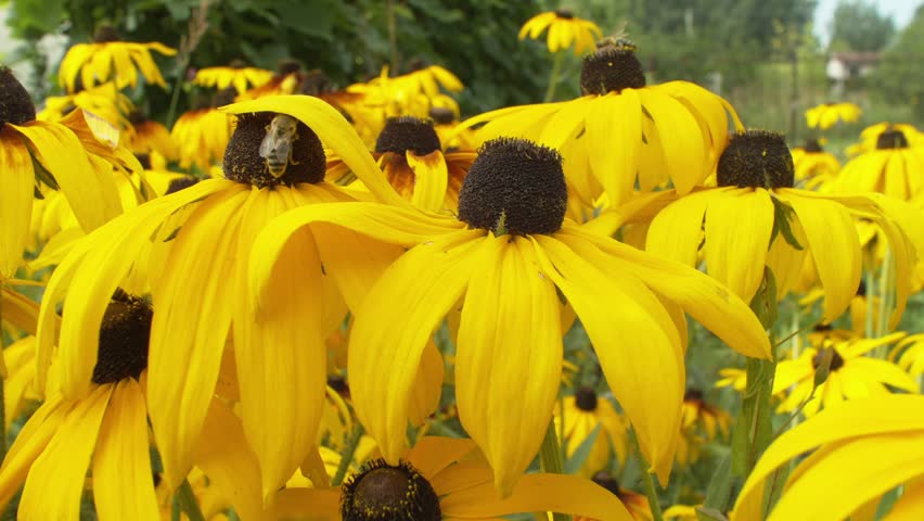 Honey bees collect nectar from Rudbeckia flowers.