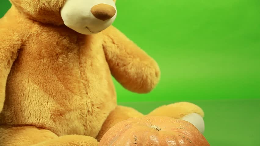huge teddy bear moves on a green background and play with pumpkin