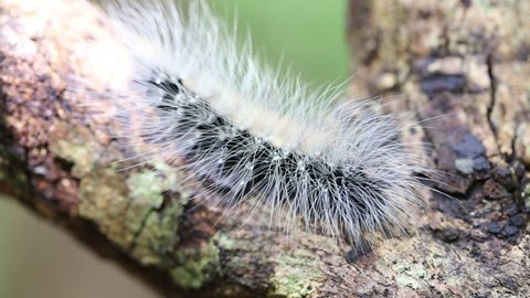 Hairy caterpillar dew covered and crawl on bark tree
