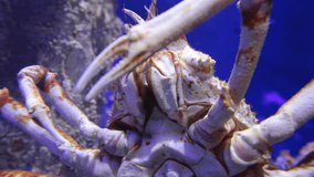 The giant Japanese spider crab