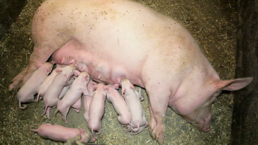 Cute Baby Little Pigs, White Dotted Piggy Is Sleeping Happily And Sucking