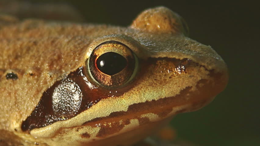 Closeup macro shot of Agile frog sitting on the forest stump, Rana dalmatina