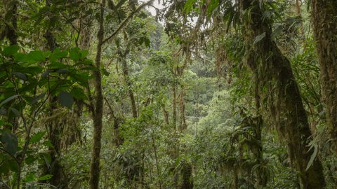 4k A Rainforest In Brazil Stockvideos Filmmaterial 100 Lizenzfrei Shutterstock