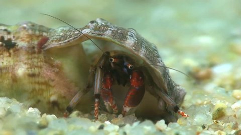 Costa Brava, diving the Mediterranean sea, Hermit crab, Spain